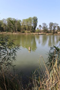 Parkta küçük bir gölet