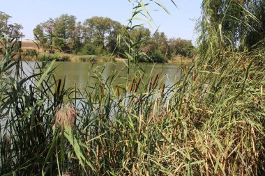 Güzel nehir ve yeşil çimenler.