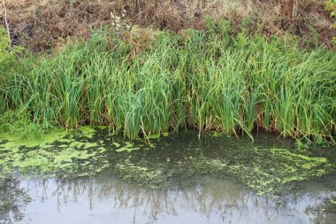 Yazın parkta küçük bir nehir.