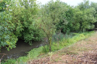 Nehir ve orman yaz günü