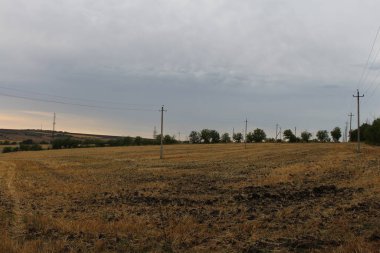 Yazın günbatımında kırsalda buğdaylı tarla