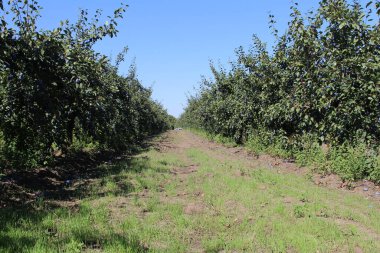 Elma ağacında elmalar. Yaz bahçesinde elma bahçesi