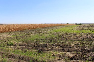 Hasattan sonra buğday tarlası