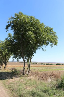 Mavi gökyüzü ve bulutları olan bir tarlada ağaç