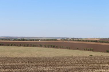 Buğday tarlası olan güzel bir manzara.