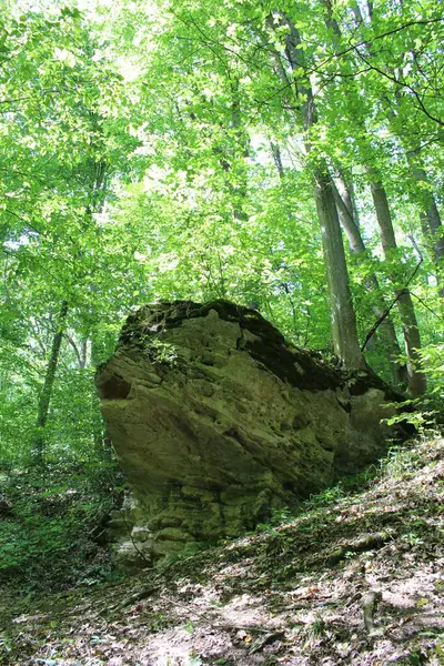 Büyük bir taş ve yeşil bir tepenin üzerinde ormanda bir ağaç.