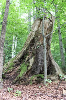 Ormandaki yaşlı ağaç, Polonya