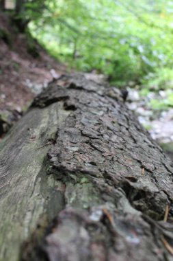 ağaç kabuğu dokusu, doğal arkaplan