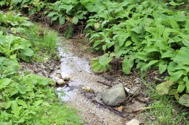 Yazın bir parkta su akıntısı
