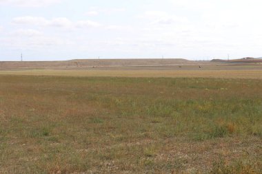 bir buğday tarlası ile manzara