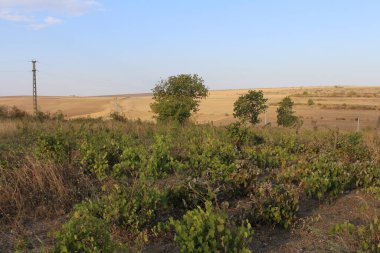 Ağaç tarlası olan bir manzara