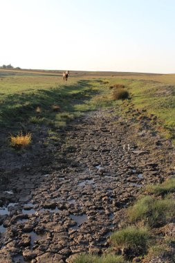 İsrail 'in kuzeyinde bozkırda.