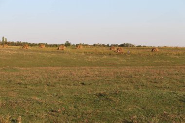 buğday, geniş bir alanda