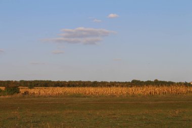 Kuru mısır tarlasına sahip manzara