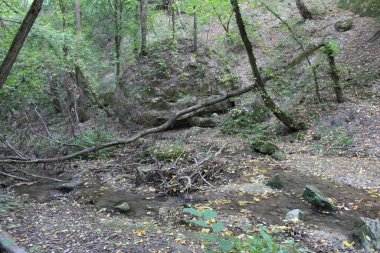 Ormanda güzel bir şelale