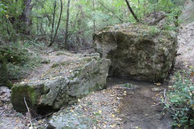 Bir ormandaki taş yol