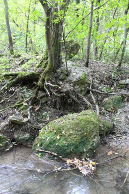 Dağlardaki orman nehrinin güzel bir görüntüsü.