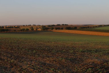 Yeşil bir tarlası ve geniş bir buğday tarlası olan arazi