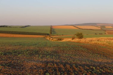 Akşamları buğday tarlasıyla manzara