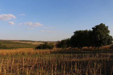 Ağaçlar ve otlarla dolu güzel sonbahar manzarası