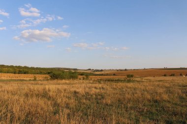 Sonbahar tarlasında altın çimenler ve güzel mavi bir gökyüzü