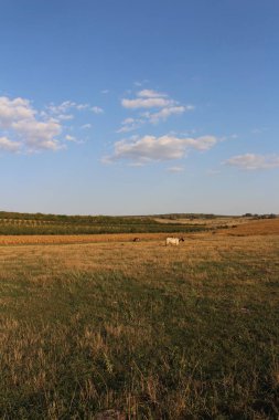 Ağaçlar ve mavi gökyüzü olan güzel bir manzara.