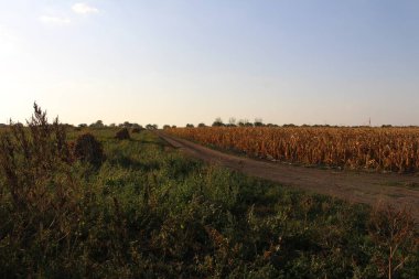 Kırsaldaki mısır tarlası