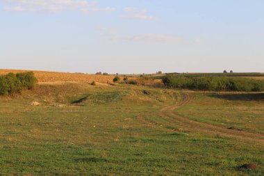 Güneşli bir yaz gününde buğday tarlası.