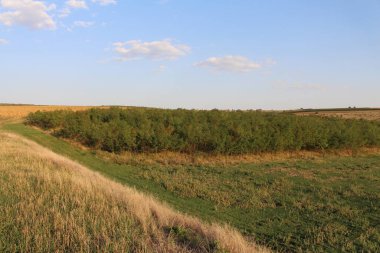 Ağaçları ve mavi gökyüzü olan yeşil bir tarla.