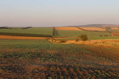 Yeşil buğdaylı ve yollu bir tarla