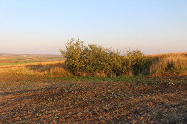 Olgun buğday kırsal alan