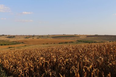 Buğday tarlası ve bulutlu gökyüzü olan güzel bir manzara.