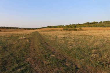 Çimen tarlası olan güzel bir manzara.