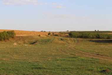 Bir yol ve bir ağaç tarlası olan kırsal alan