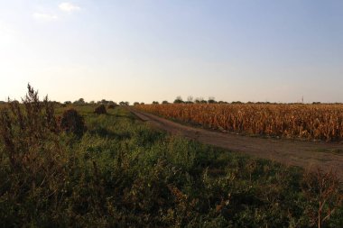 Sabah mısır tarlası