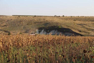 Yazın akşamları ayçiçeği tarlasının manzarası.