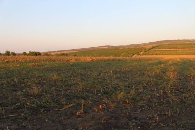 Yazın tarla tarlası.