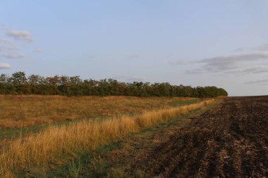 Buğday ve mısır tarlası