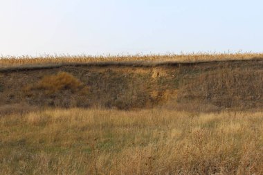 Ormanda sonbahar manzarası