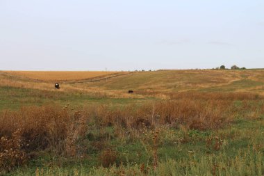 buğday, geniş bir alanda