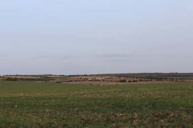 bir buğday tarlası