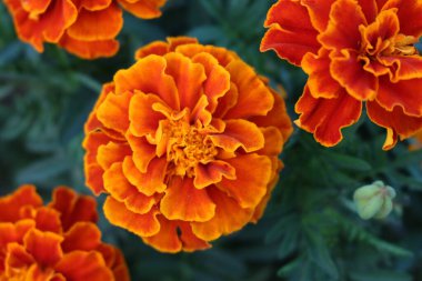 Bahçedeki güzel turuncu çiçek