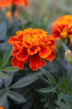 Bahçedeki güzel kırmızı kadife çiçekleri