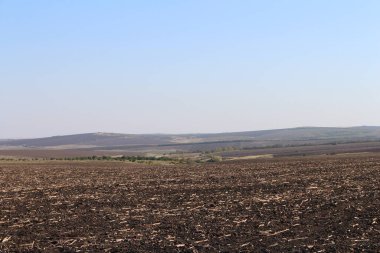 Olgun buğday tarlası