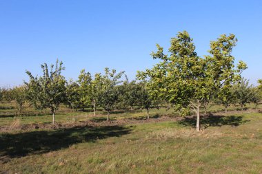 Ormanda yeşil ağaçlar