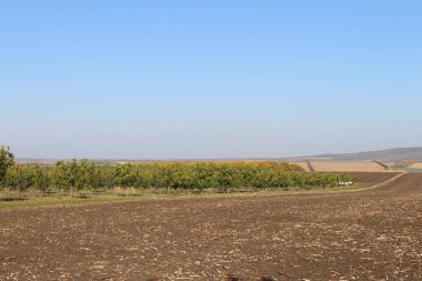 Ön planda büyük bir ağaç olan tarlanın manzarası