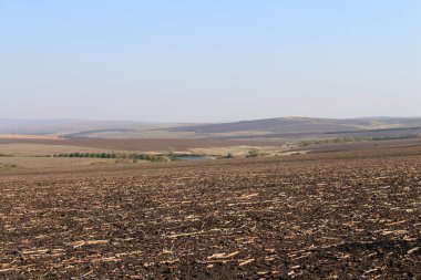 Buğday tarlası ve tarım arazisi