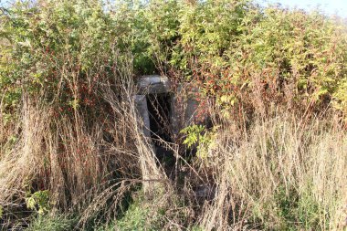 Ormandaki eski ahşap ev