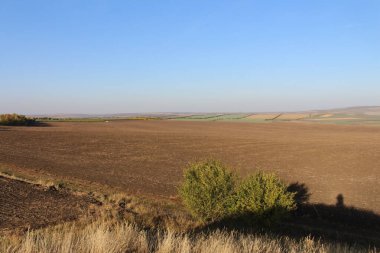 bir buğday tarlası ile manzara