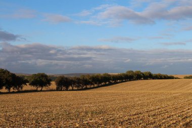 Yeşil çimen ve mavi gökyüzü olan güzel bir manzara.
